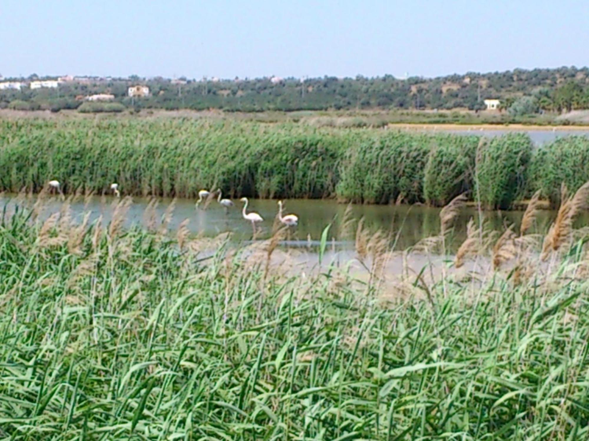 Bayside Salgados Aparthotel Albufeira Luaran gambar